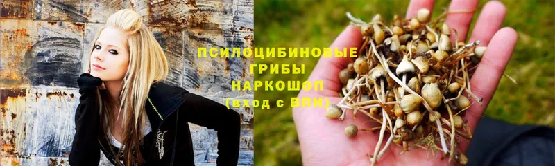 Галлюциногенные грибы GOLDEN TEACHER  Циолковский 